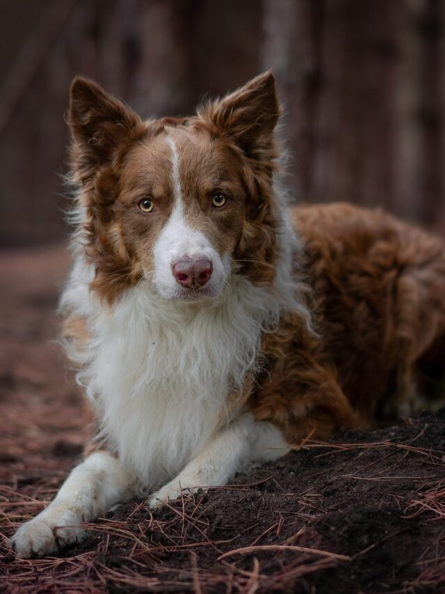 Unique Dog Breeds That Come From China