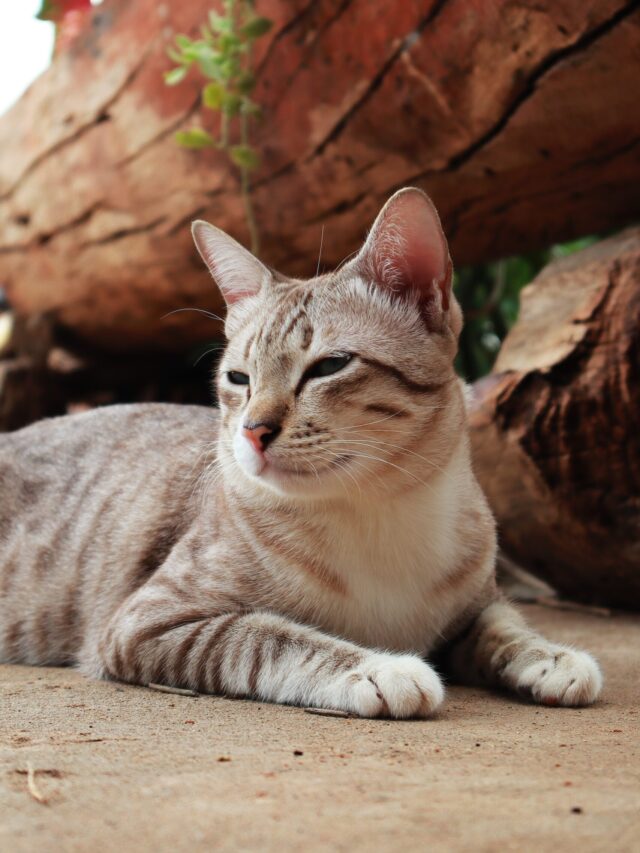 Most Loyal Cat Breeds