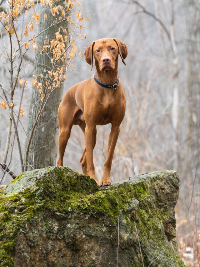 12 Handsome Dog Breeds