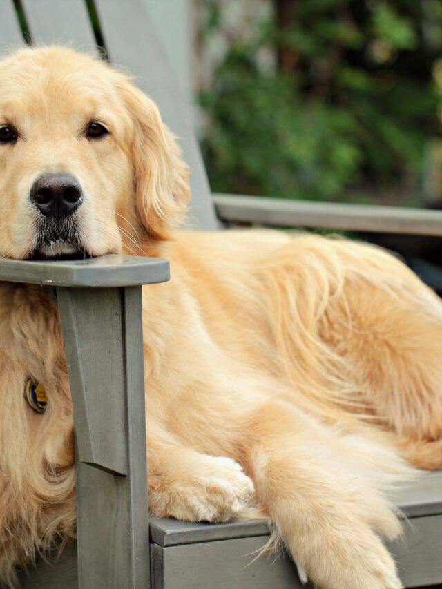 6 Dog Breeds That Are Retrievers