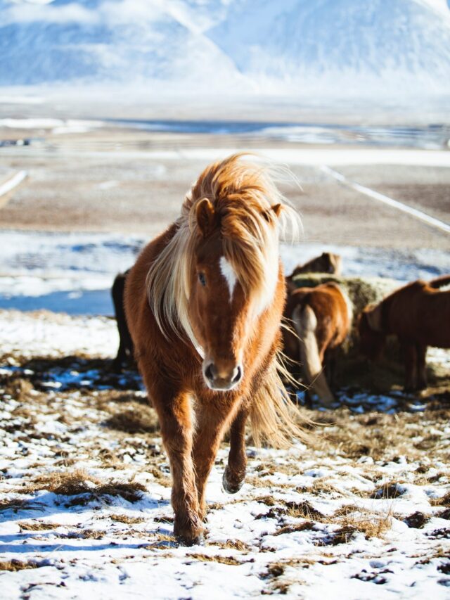 Most Popular Animals In The World