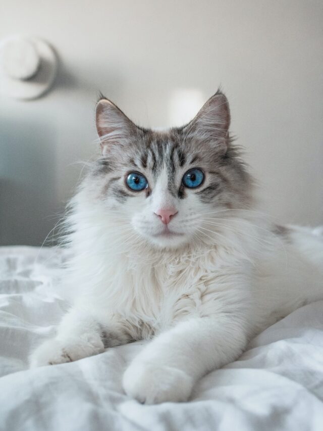 The Most Lovable Breeds of Cats