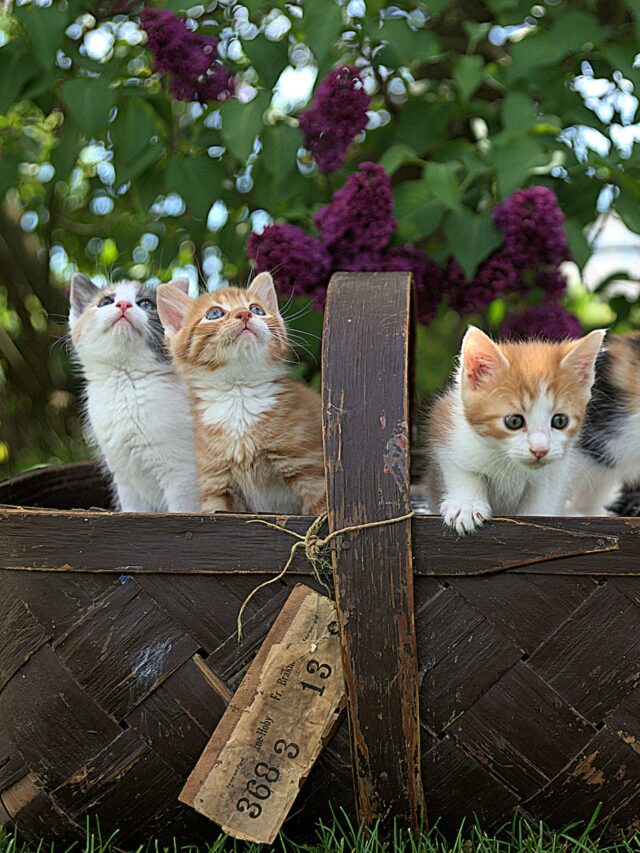 Cats and Kittens Are Prone to Sneezing.