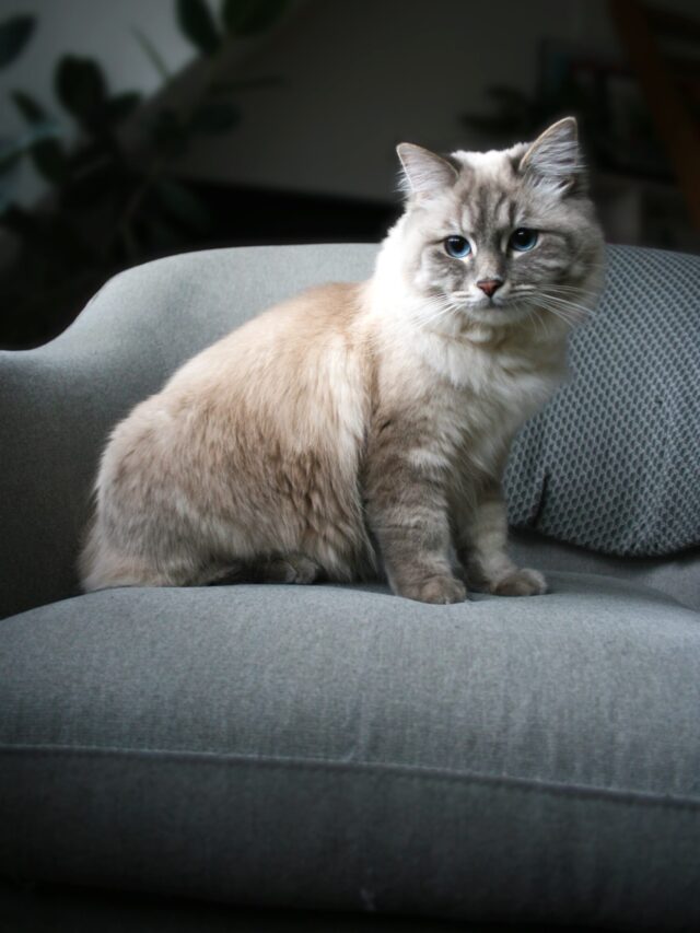 Cutest Cat Breeds Anyone Will Love