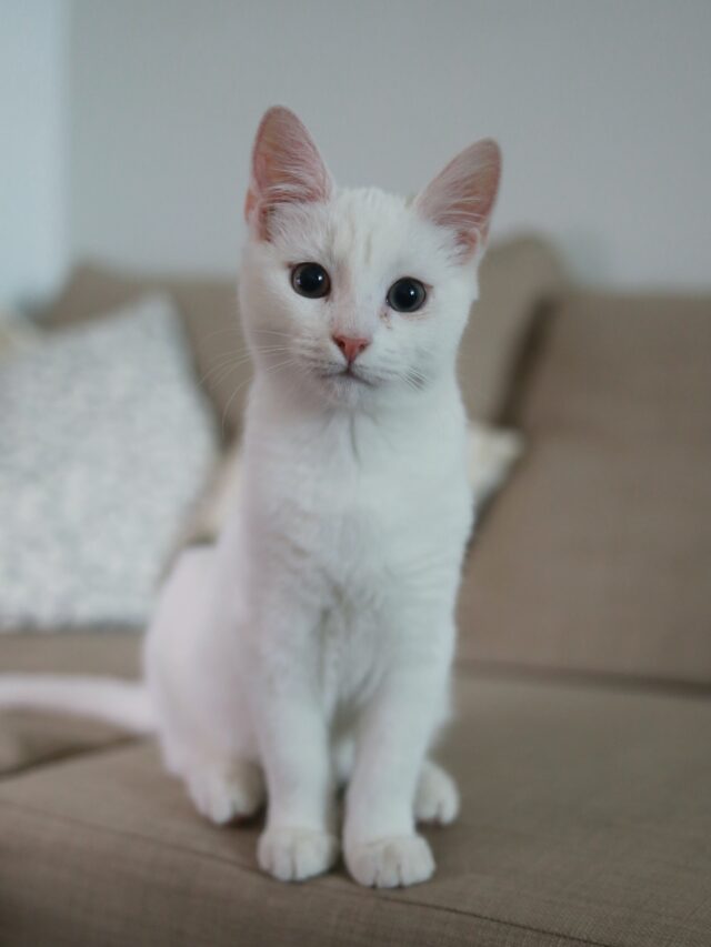 Cats of all ages can sneeze