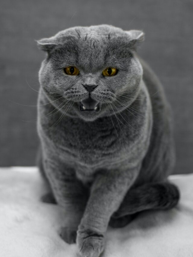 Most Aggressive Cat Breeds