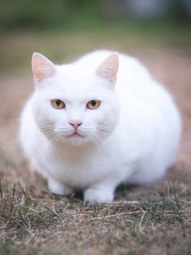 Rarely Do You See A Cat With Unusually Colored Eyes?