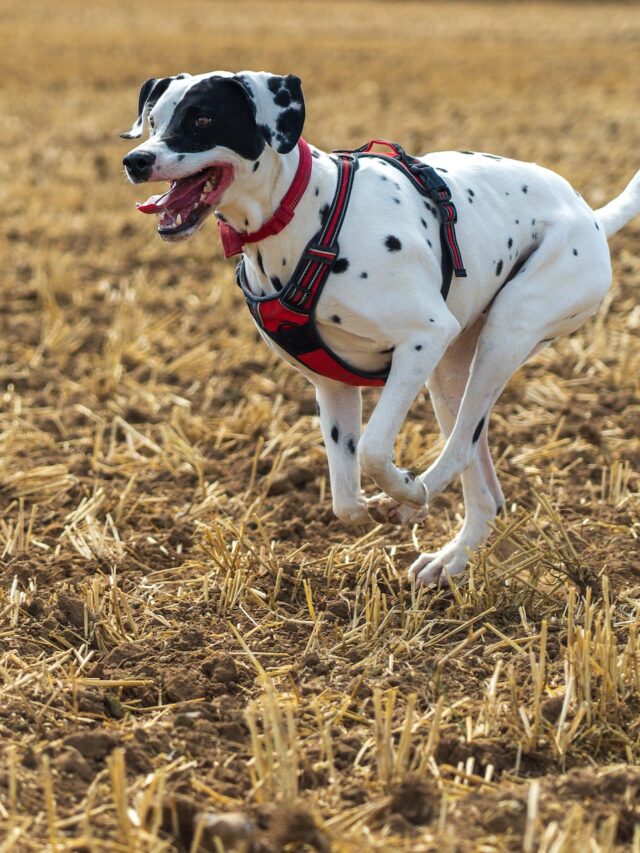 These Are The Top 6 Dog Breeds For Runners