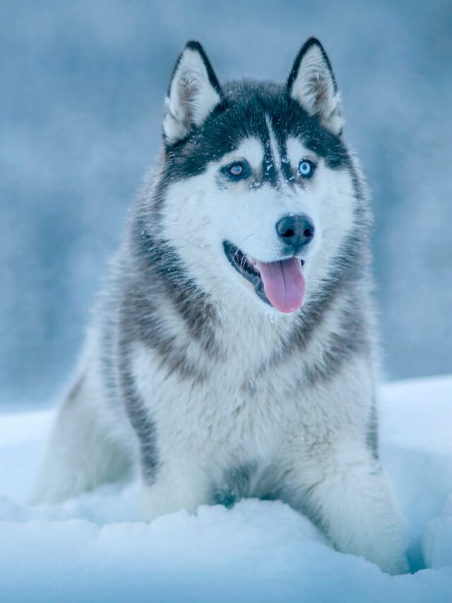 Types of Dog Breeds With Blue Eyes