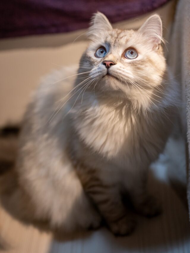 Blue-Eyed Cat Breeds That are The Best