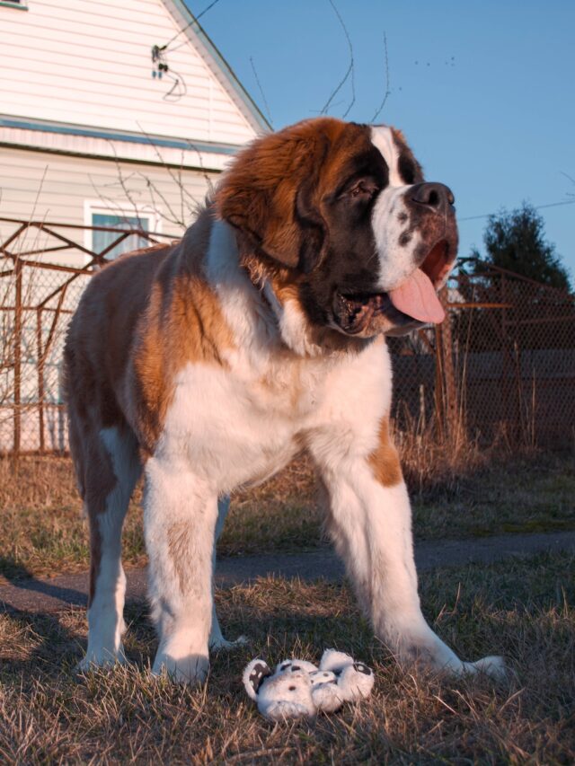 6 Giant Dog Breeds That Make Great Pets