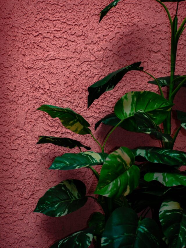 The Best Houseplant for Your Zodiac Sign