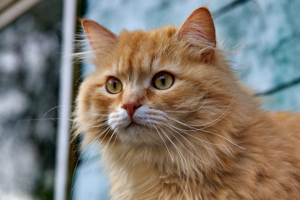 America’s Most Popular Cat Breeds