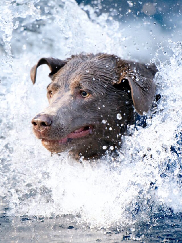 TOP 10 WATER DOG BREEDS